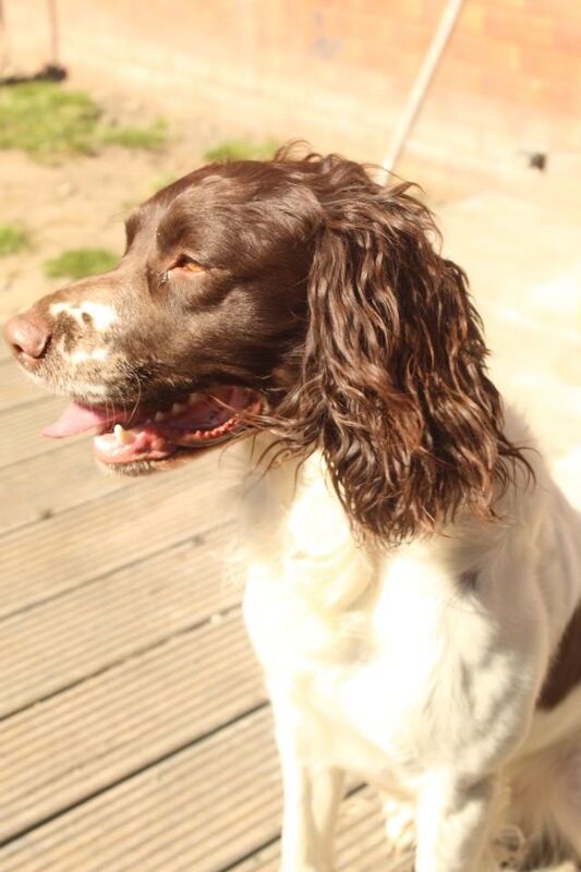 Springer spaniel brothers - Image 4 of 5