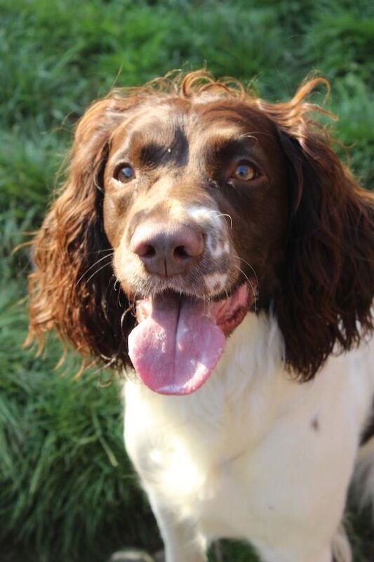 Springer spaniel brothers - Image 5 of 5