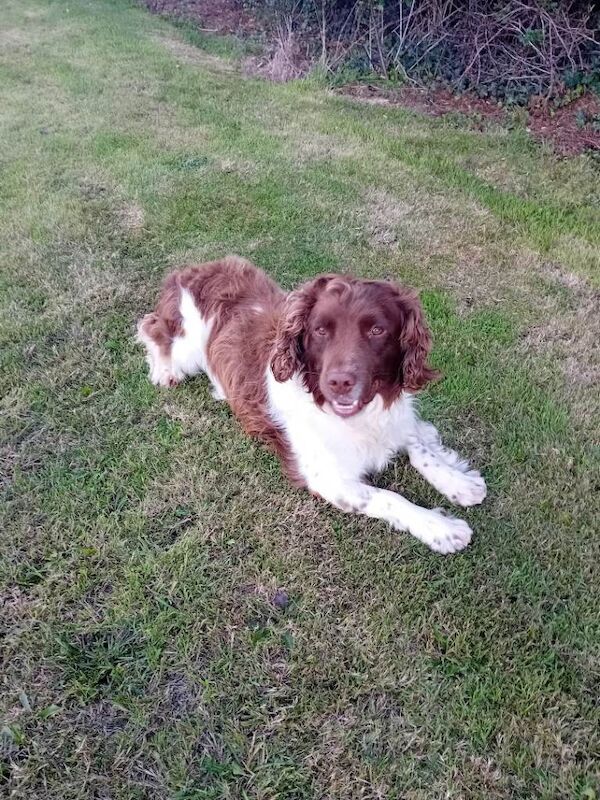 Springer Spaniel Dog 3 years old