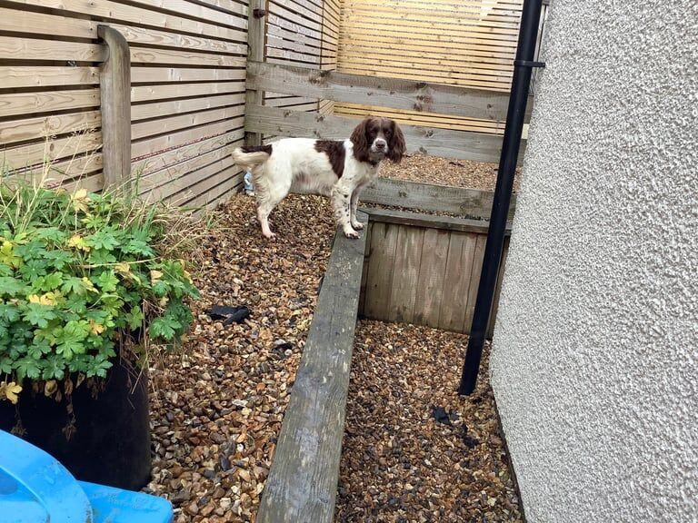 Springer Spaniel puppies for sale in Lanark, Lanarkshire – 2 years old