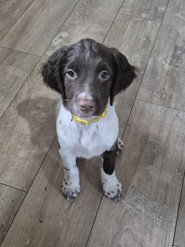 Springer Spaniel Girl Pups