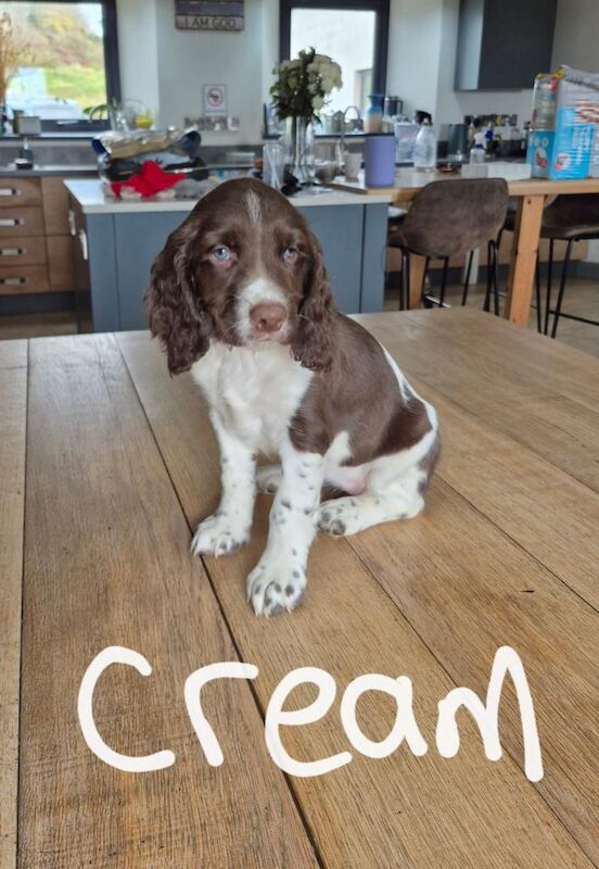 Springer Spaniel Girl Pups - Image 2 of 3