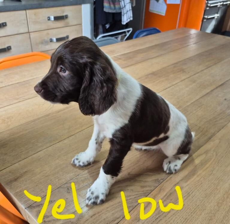 Springer Spaniel Girl Pups - Image 3 of 3