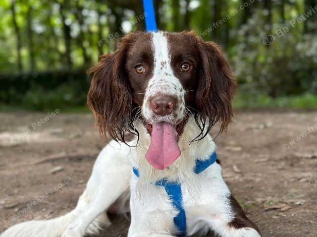 Springer Spaniel KC Reg available for Stud in Blackpool - Image 2 of 7