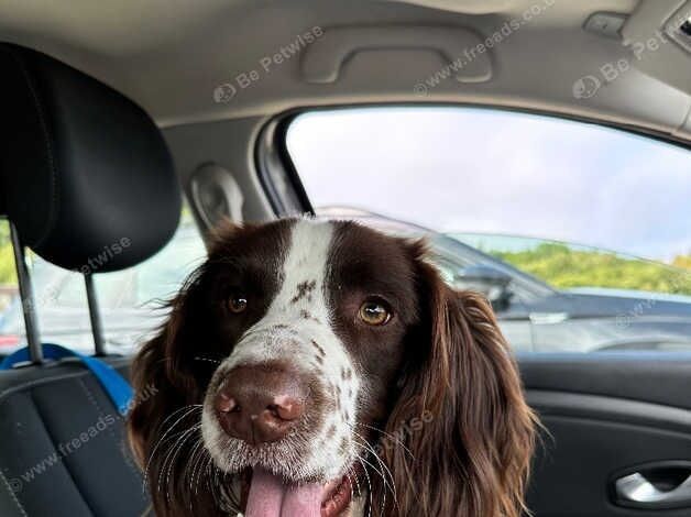 Springer Spaniel KC Reg available for Stud in Blackpool - Image 3 of 7
