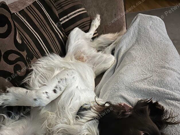 Springer Spaniel KC Reg available for Stud in Blackpool - Image 4 of 7