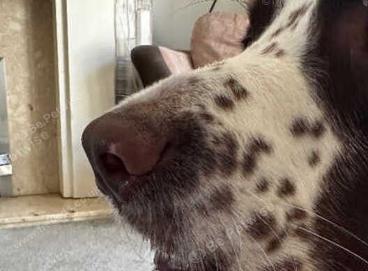 Springer Spaniel KC Reg available for Stud in Blackpool - Image 5 of 7
