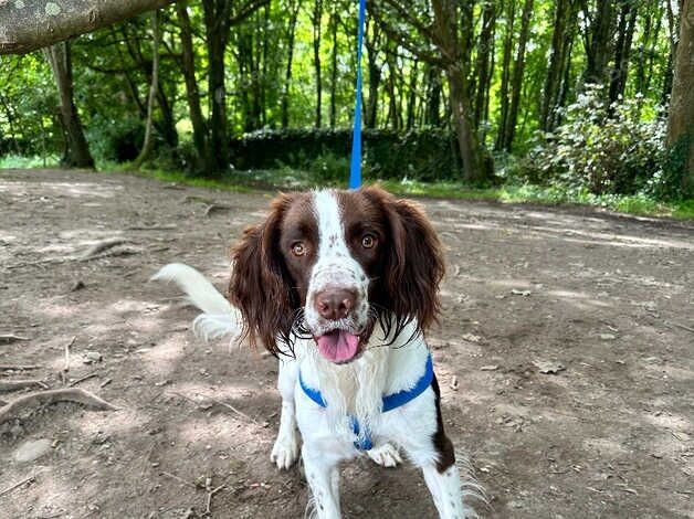 Springer Spaniel KC Reg available for Stud in Blackpool - Image 6 of 7
