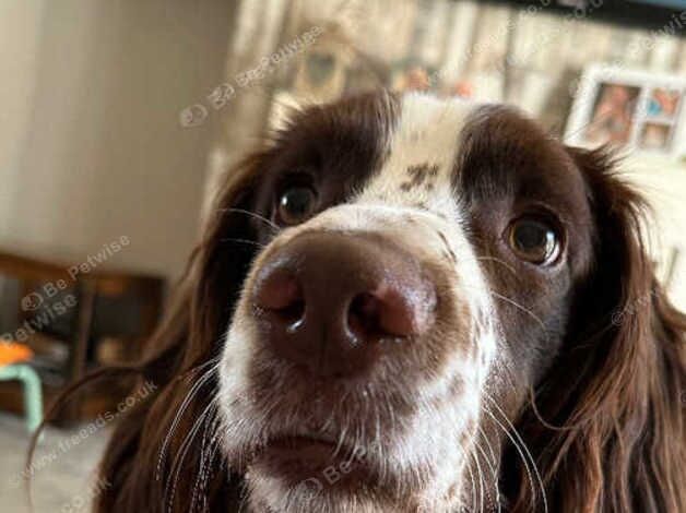 Springer Spaniel KC Reg available for Stud in Blackpool - Image 7 of 7