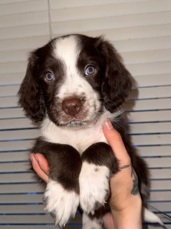 Springer Spaniel Puppies For Sale Under £1,000