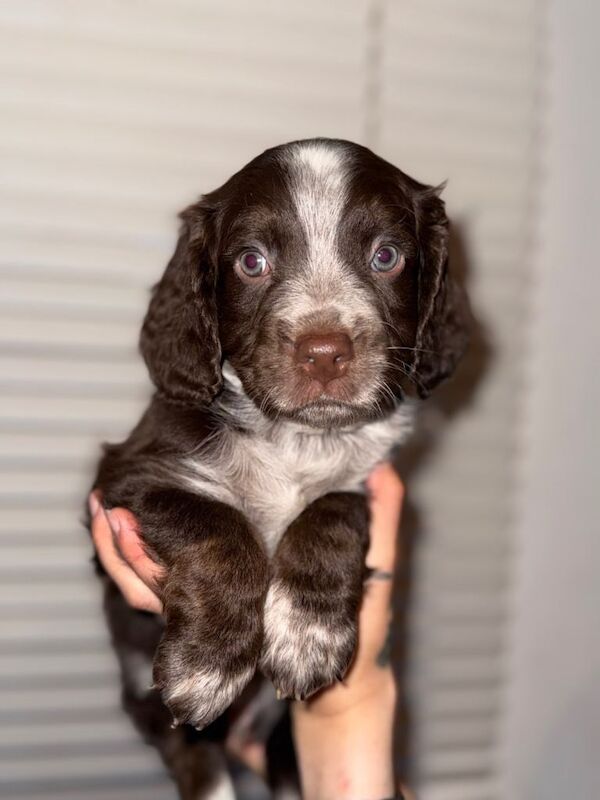 Springer Spaniel/Labradoodle puppies - Image 2 of 3