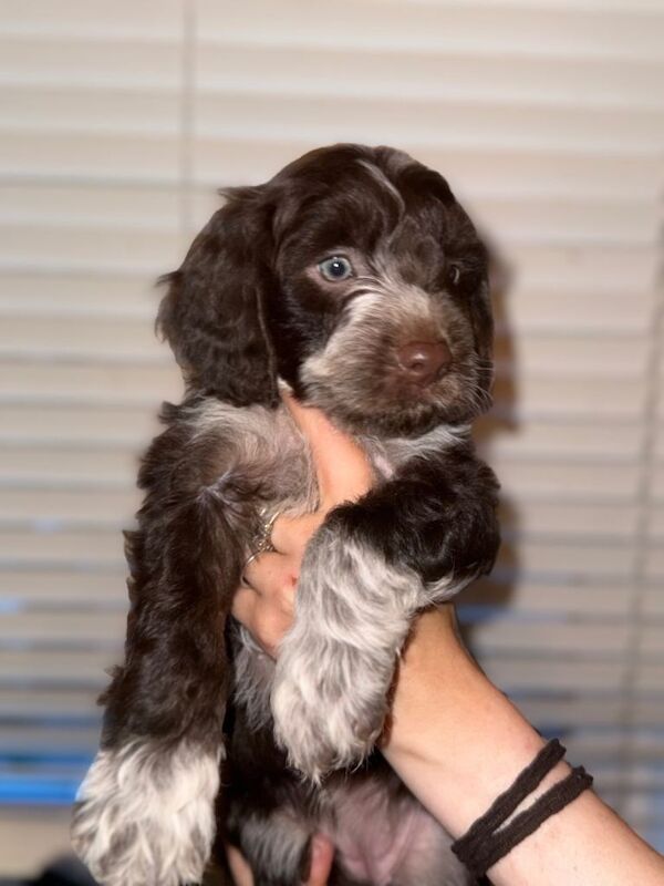 Springer Spaniel/Labradoodle puppies - Image 3 of 3