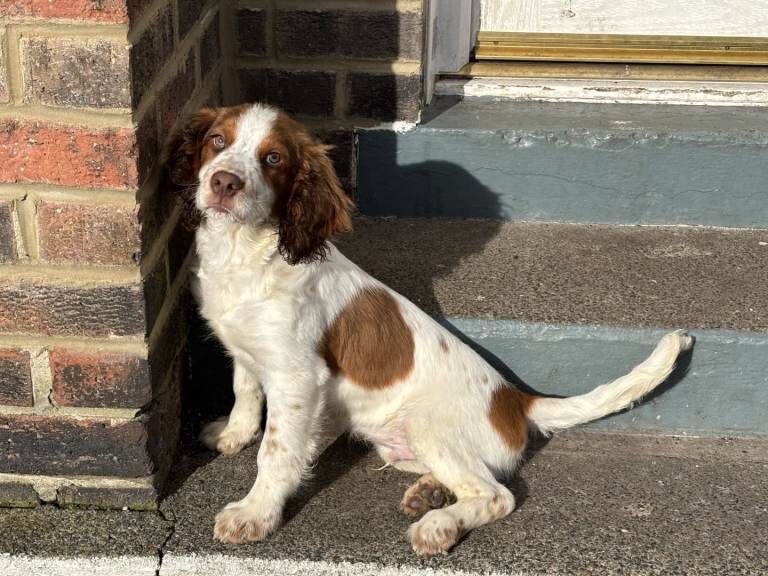 Springer Spaniel Puppies For Sale Under £1,000
