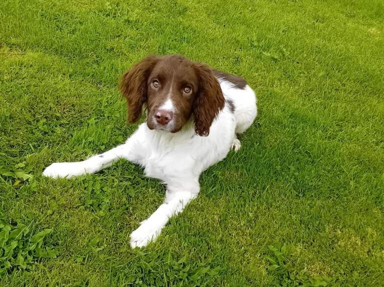 Springer Spaniel Male Pup 19 weeks old