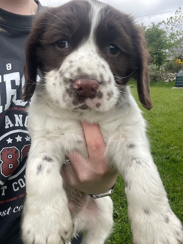 Springer Spaniel pup for sale in Newry, County Armagh