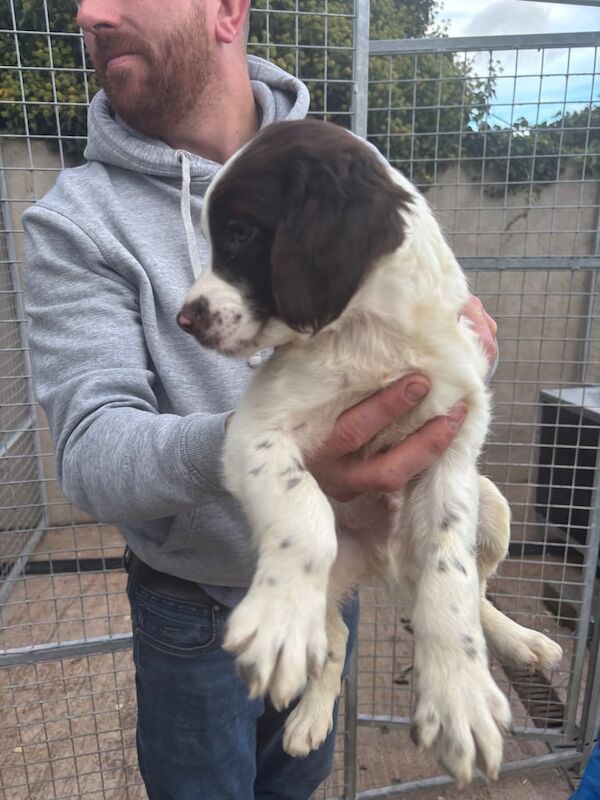 Springer Spaniel puppies for sale in Armagh, County Armagh – 10 weeks old - Image 2 of 2