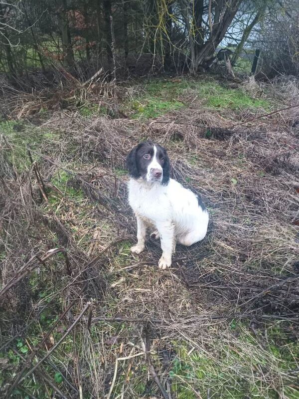 Springer Spaniel puppies for sale in Perth, Perth And Kinross – KC registered, 6 months old