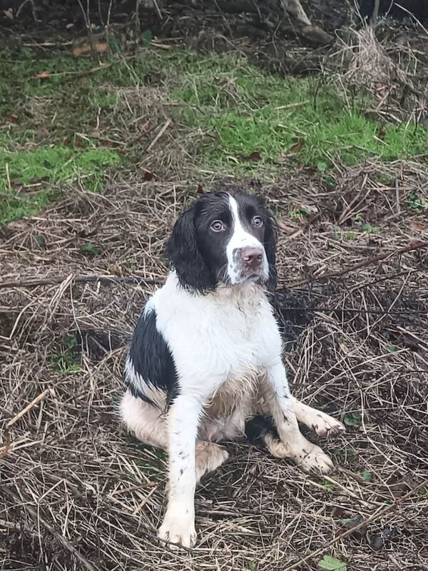 Springer Spaniel puppies for sale in Perth, Perth And Kinross – KC registered, 6 months old - Image 2 of 3