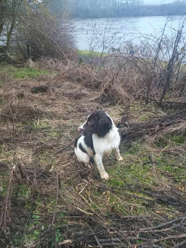 Springer Spaniel puppies for sale in Perth, Perth And Kinross – KC registered, 6 months old - Image 3 of 3