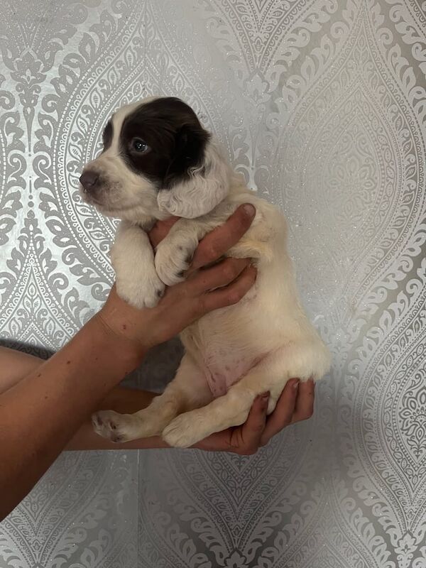 springer spaniel puppies for sale in Stanley, Durham
