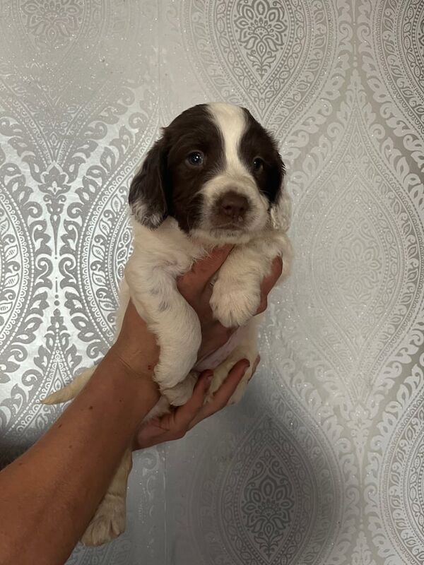 springer spaniel puppies for sale in Stanley, Durham | Image 2