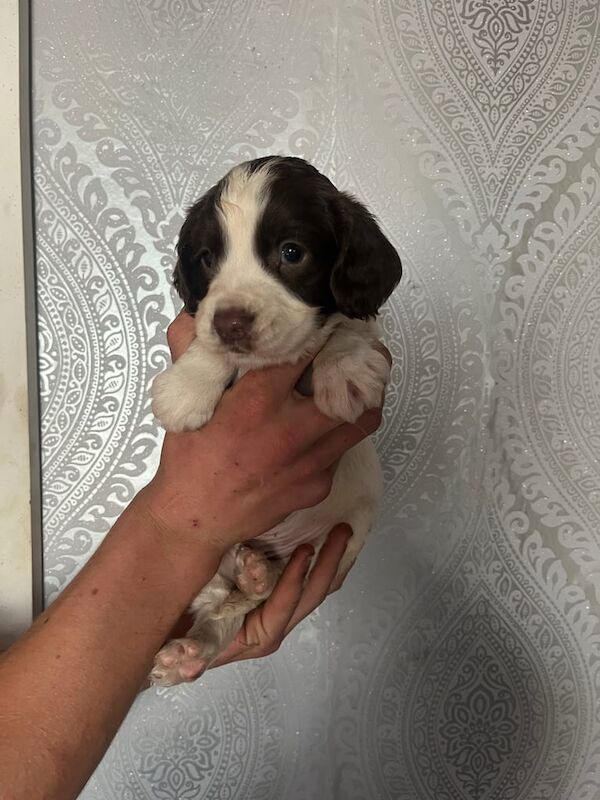 springer spaniel puppies for sale in Stanley, Durham | Image 3