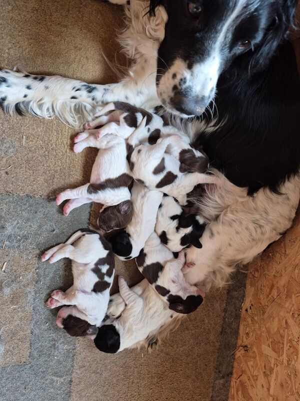 Springer spaniel puppies for sale in Auchterarder, Perth and Kinross