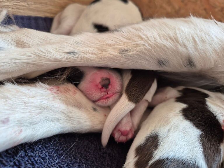Springer spaniel puppies for sale in Auchterarder, Perth and Kinross | Image 2