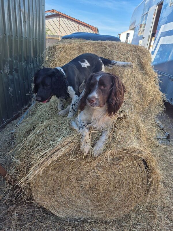 Springer spaniel puppies for sale in Auchterarder, Perth and Kinross | Image 3