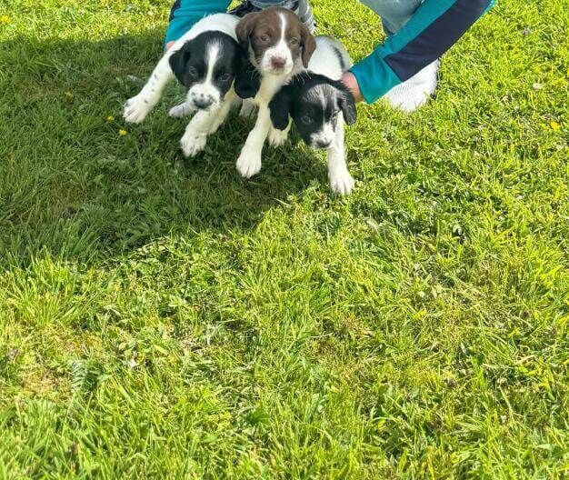 Springer Spaniel puppies for sale in Dagenham, Greater London – 8 weeks old