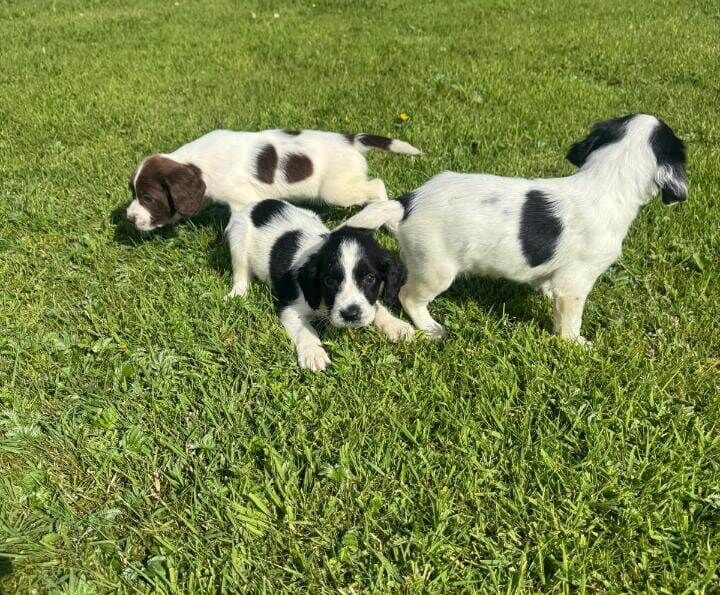 Springer Spaniel puppies for sale in Dagenham, Greater London – 8 weeks old - Image 2 of 3