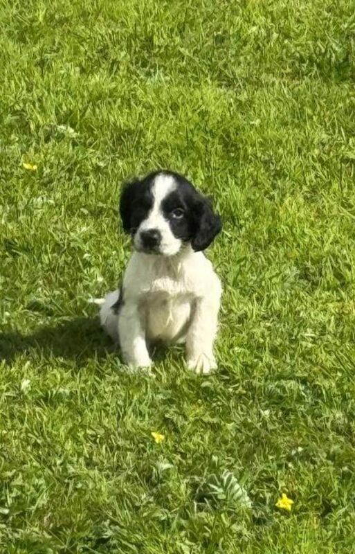 Springer Spaniel puppies for sale in Dagenham, Greater London – 8 weeks old - Image 3 of 3