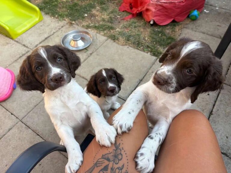 Springer Spaniel puppies for sale in Tonbridge, Kent – 10 weeks old