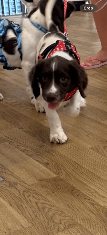 Springer Spaniel puppies for sale in Tonbridge, Kent – 10 weeks old - Image 2 of 3