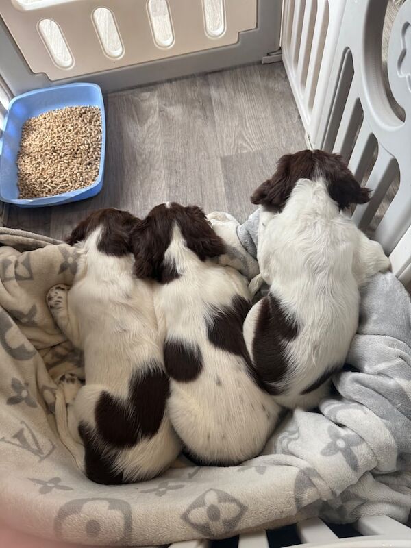 Springer Spaniel puppies for sale in Tonbridge, Kent – 10 weeks old - Image 3 of 3
