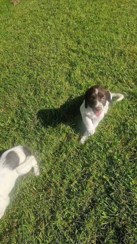 Springer Spaniel puppies for sale in Barrhead, Renfrewshire – 10 weeks old