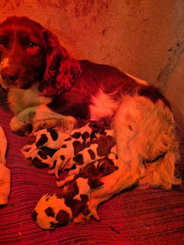 Springer Spaniel puppies for sale in Barrhead, Renfrewshire – 10 weeks old - Image 2 of 3