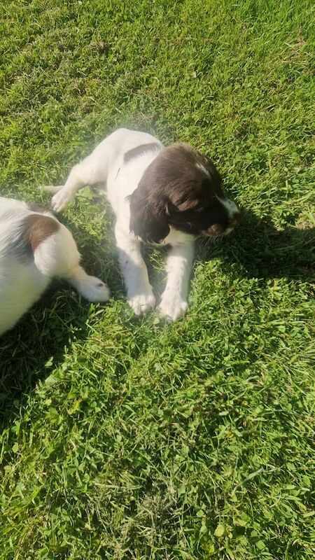 Springer Spaniel puppies for sale in Barrhead, Renfrewshire – 10 weeks old - Image 3 of 3
