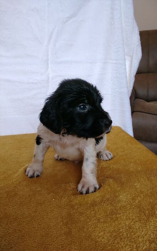 Springer Spaniel puppies for sale in Dudley, West Midlands – KC registered, 5 weeks old