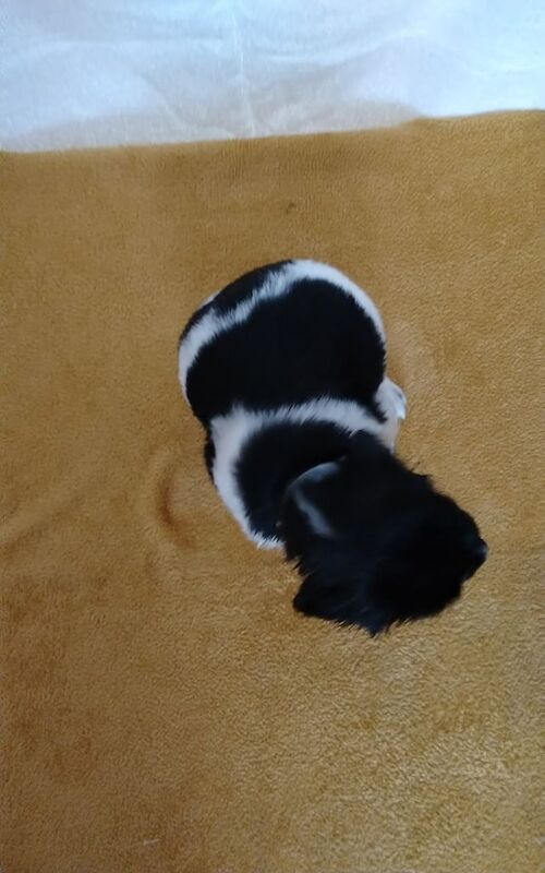 Springer Spaniel puppies for sale in Dudley, West Midlands – KC registered, 5 weeks old - Image 2 of 3