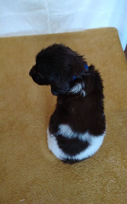 Springer Spaniel puppies for sale in Dudley, West Midlands – KC registered, 5 weeks old - Image 3 of 3