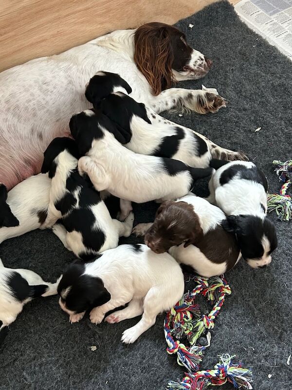 Springer Spaniel puppies for sale in Lostwithiel, Cornwall – 5 weeks old