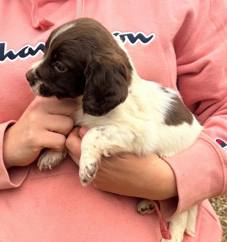 Springer Spaniel puppies for sale in Pulborough, West Sussex – 8 weeks old