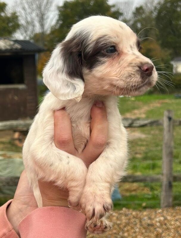 Springer Spaniel puppies for sale in Pulborough, West Sussex – 8 weeks old - Image 2 of 5