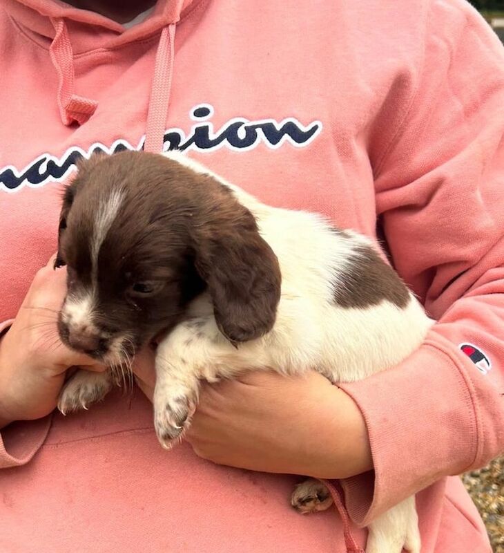 Springer Spaniel puppies for sale in Pulborough, West Sussex – 8 weeks old - Image 3 of 5