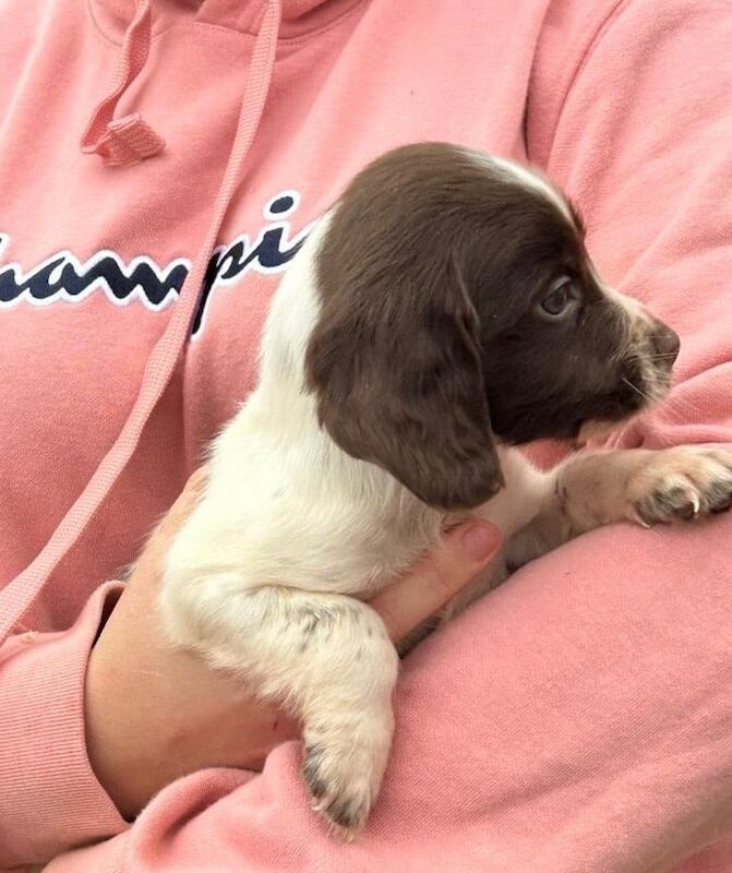Springer Spaniel puppies for sale in Pulborough, West Sussex – 8 weeks old - Image 4 of 5