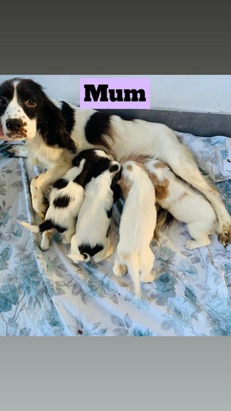 Springer Spaniel puppies for sale in Leicester, Leicestershire – 8 weeks old