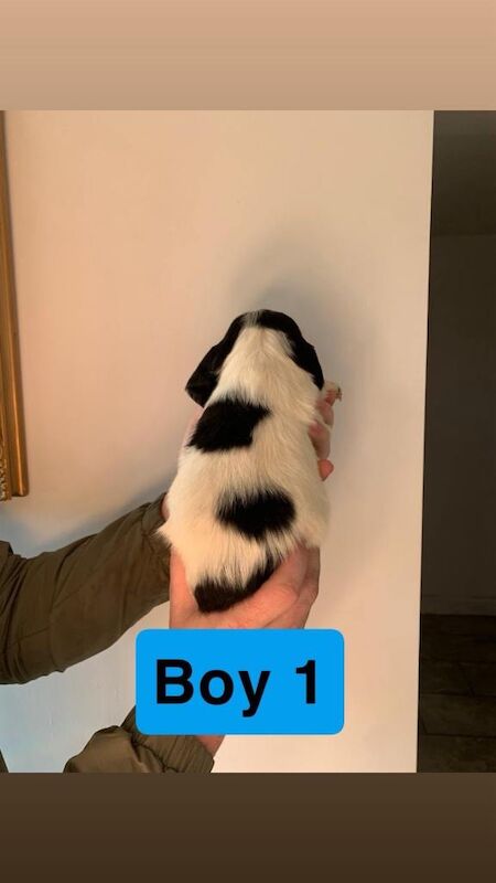 Springer Spaniel puppies for sale in Leicester, Leicestershire – 8 weeks old - Image 2 of 6