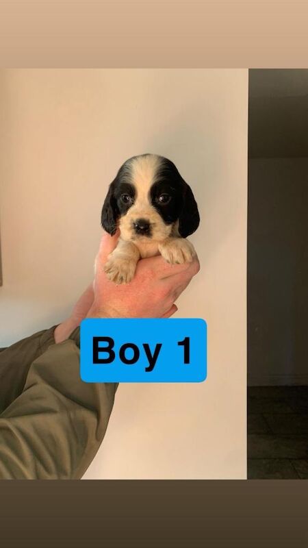 Springer Spaniel puppies for sale in Leicester, Leicestershire – 8 weeks old - Image 3 of 6