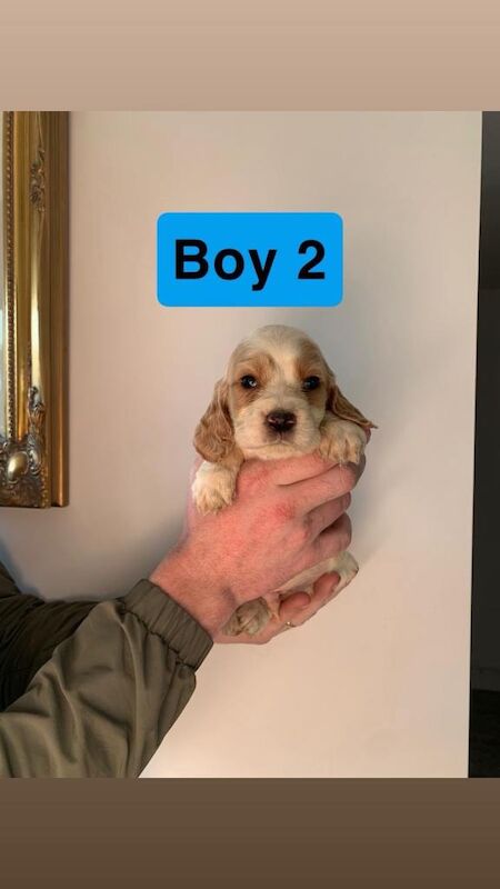 Springer Spaniel puppies for sale in Leicester, Leicestershire – 8 weeks old - Image 4 of 6